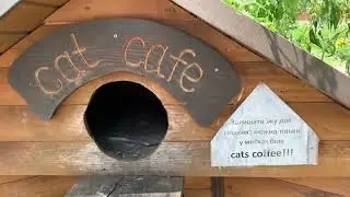 Пришла кормить котов в CAT  CAFE на территории санатория !🐻