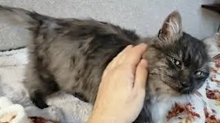 Бездомная душа . Коржик
