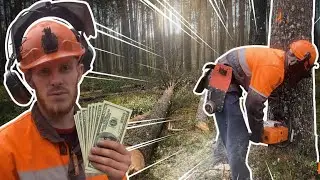 Where to start a new logging site? Felling 7.2 hectares of forest.