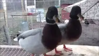 I got Call ducks! #20