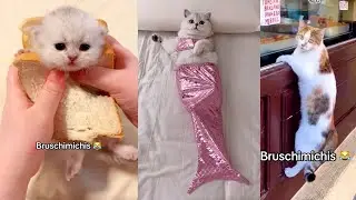 BRUSCHIMICHIS 😹 | 1 Hora De Risa | Los Momentos Más Chistosos de Gatos Captados en Cámara