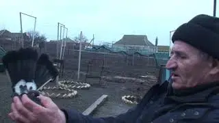 Голуби.Ялта.У Владимира