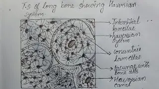 Haversian system diagram || T.s of long bone||  #bonecell #tissue  #biology #science  #medical