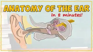 Anatomy of the Ear
