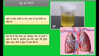 Hindi Medium | Class 10 | BIOLOGY | Life Processes Excretion V | Stateboard | FREE Tutorial