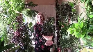 Dracaena Is Dracaena Growing Fast?