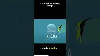 The Power of Jellyfish Stings | 