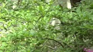 Tы благодатью открыл Господь глаза , христианская