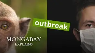 What is the origin of zoonotic diseases? | Mongabay Explains