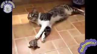 Черепаха Целует Кота