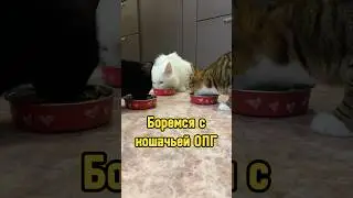 Боремся с кошачьей ОПГ 🐾 