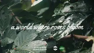 La Vie En Rose / Daniela Andrade (Lyrics)