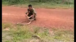 Army Man Catching King Cobra #KingCobraStrike #kingcobra #snake #viralvideo #army #cobra