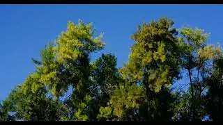 Ultimate Green Screen ● Chroma Key Effect 