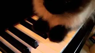 AWK Plays E flat Thanksgiving Solo