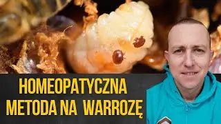 Homeopatyczna metoda walki z warrozą