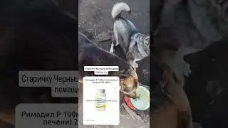 #домашнийприютмилосердие Нуждаемся в помощи 🙏🏼+79278920802