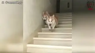 Синхронный спуск с лестницы