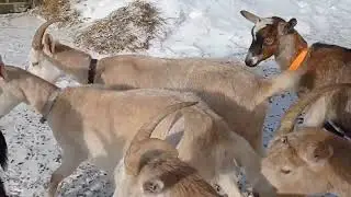 Вечернее кормление