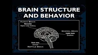 BASIC BRAIN STRUCTURE: Physiological aspects of how consciousness works