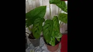 Цветочный микс!!!🖐👌🌹😇Flower mix 🍀🍀🍀