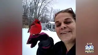 Northern Michigan in Focus: The Cardinal Lady