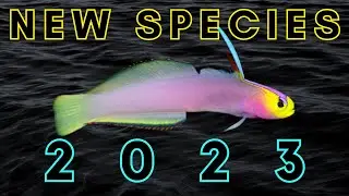 Newly Discovered in 2023 - 25 New Species