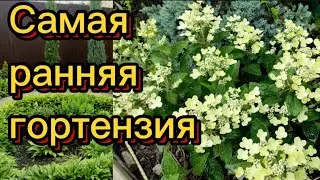 Самая первая🌸гортензия Полистар.
