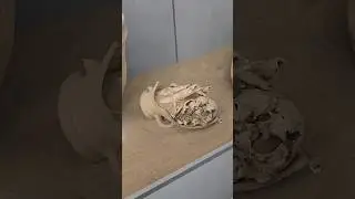 Надеюсь, их не съели☠️: древние положили чистые кости в погребение