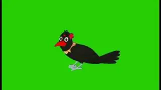 Green screen crow/কাক পাখি ভিডিও/crow green screen talking/crow green screen crying/crow sleeping