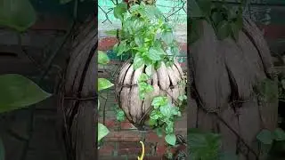 Peperomia pellucida plant grow in Ripe coconut shell