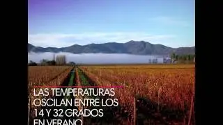 ZAPP   Vino Chileno
