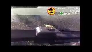 Секс клопов или как разможаются клопы