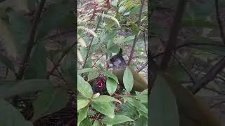 Mother bird feeds her baby insects and wild fruits小树上的一窝凤头雀嘴鹎，鸟妈妈给小宝宝喂昆虫和野果 #birds #nature