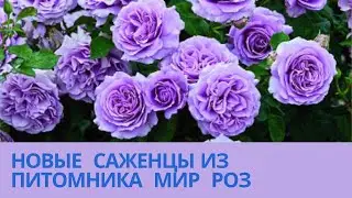Новые саженцы с питомника Мир роз