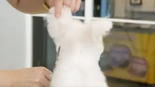 A rabbit-like dog. Is it possible? 🐾