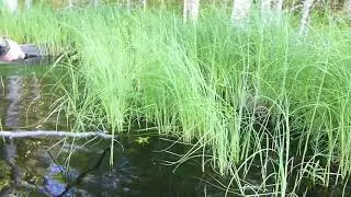 Щупарь