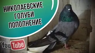 Николаевские голуби. Новое пополнение. 2021