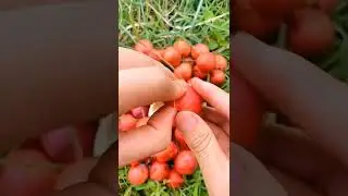 😱🥰farm Fresh Ninja Fruit