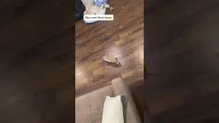Throwback to playing hide and seek with my pig😂