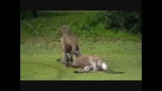 Kangaroo Jiujitsu