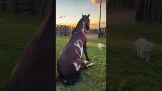 #лошади