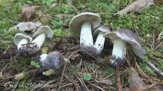 Грибы Подзелёнки Рядовка штриховатая Октябрь 2018 Беларусь Mushrooms Однажды в Грибах 14
