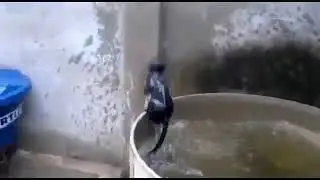 Кот не может выбраться из воды / Cat can not get out of the water