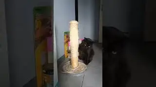 Кот зацепился за когтеточку #кот #amongus #funny  #shortsvideo #catlover #питомцы #pets #когтеточка