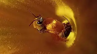 California squash bees up close