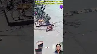 Small Dog Started the Trouble and Learned a Painful Lesson! #shortvideo #dog #pets #omg #viral