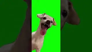 Ahhh haha dog Green Screen Meme