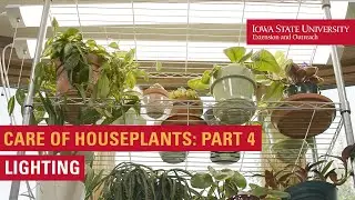Care of Houseplants, Part 4: Light