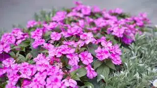 City Square is in Full Bloom